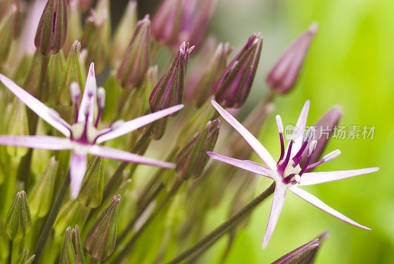 波斯之星(Allium christophi)观赏洋葱- II